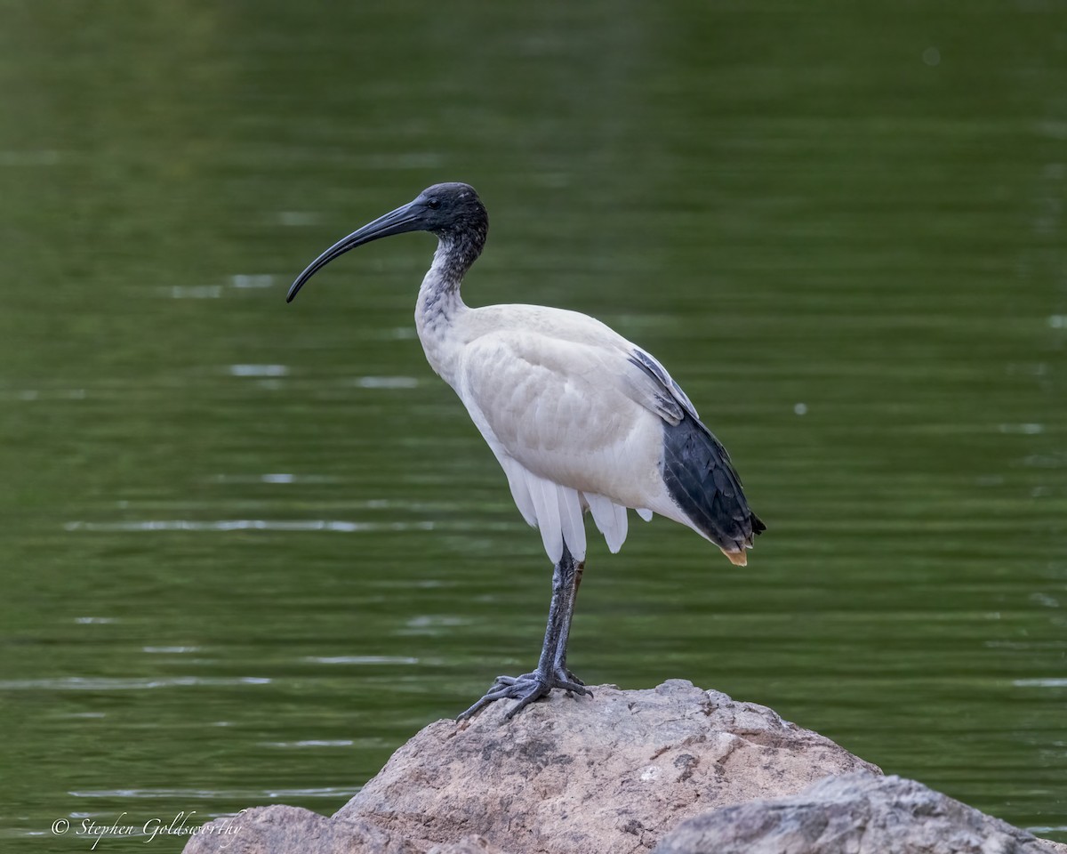 Australian Ibis - ML644404486