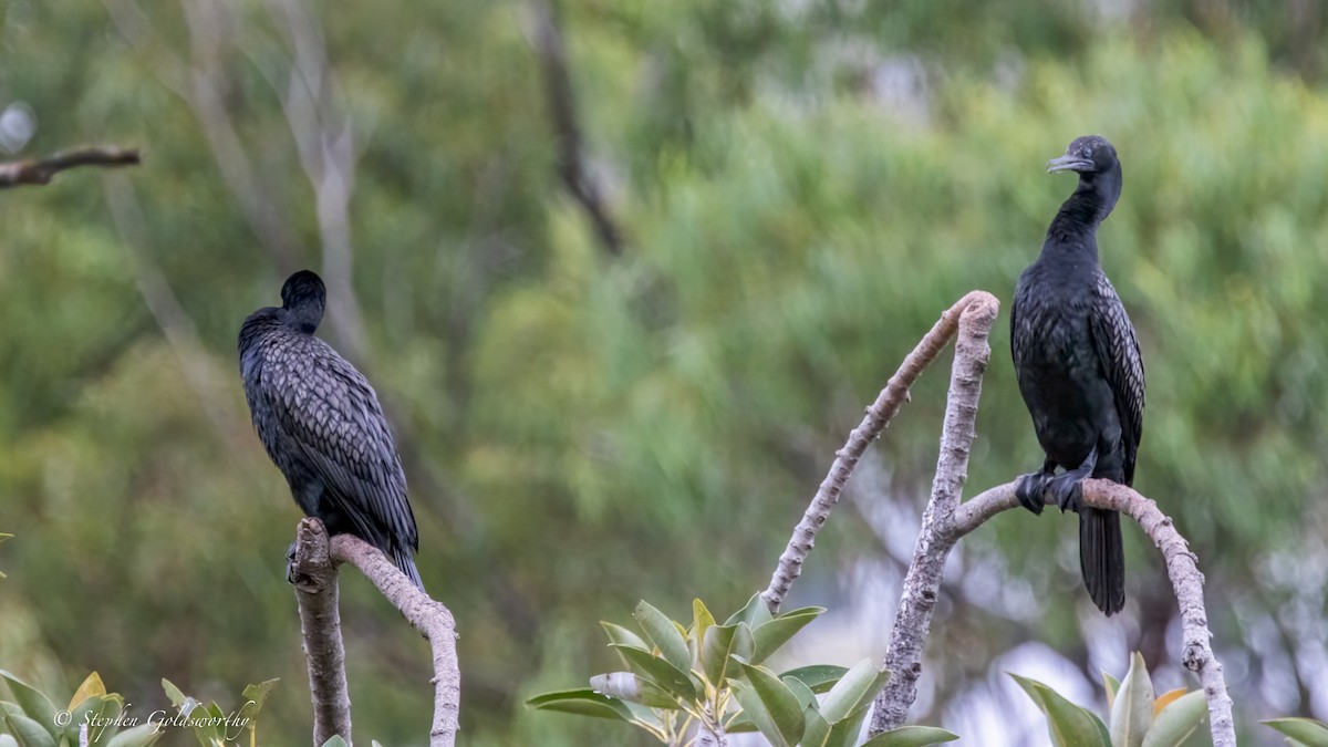 lagfiskeskarv - ML644404489