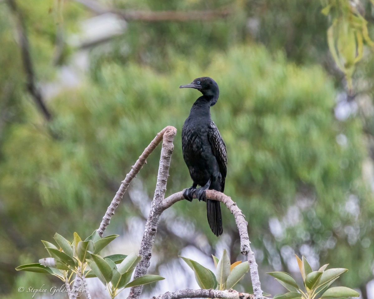 lagfiskeskarv - ML644404490