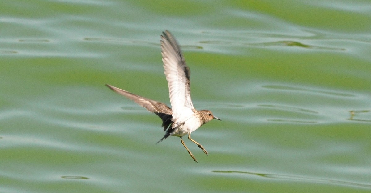 jespák drobný - ML644404500