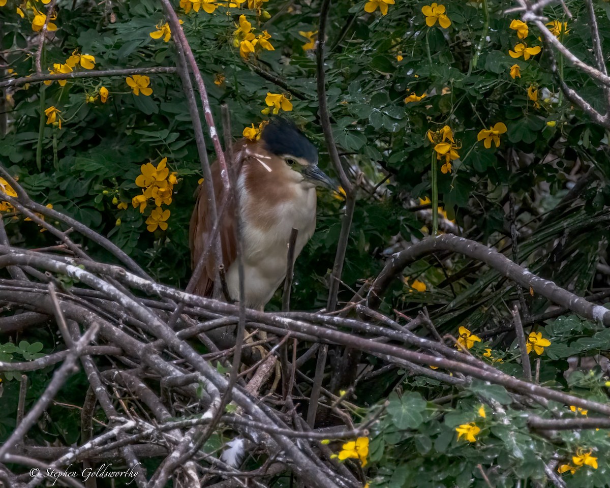 Nankeen Night Heron - ML644404502