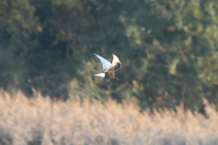 hvitvingesvartterne - ML644404511