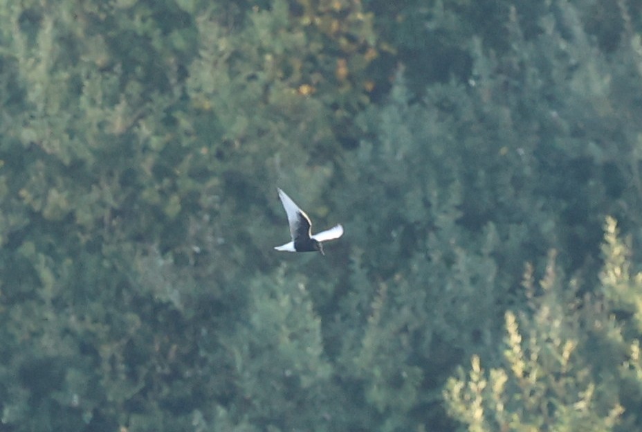 hvitvingesvartterne - ML644404512