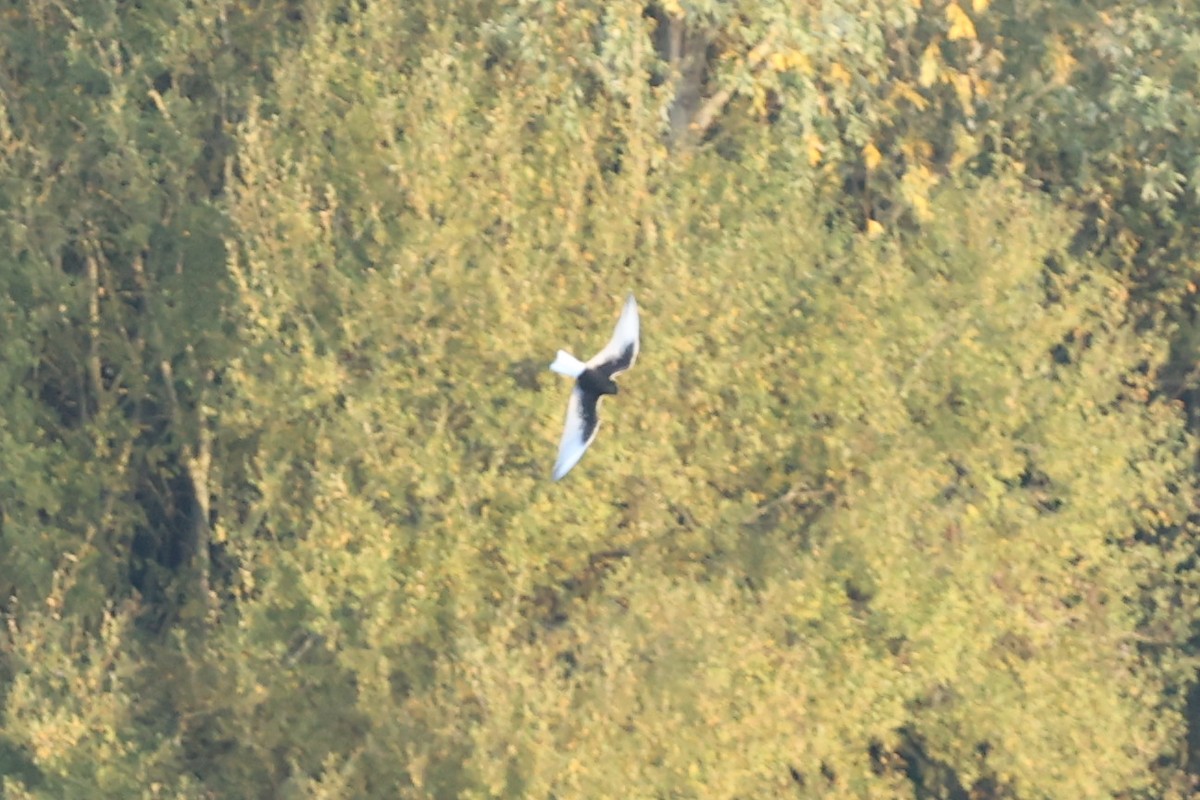 hvitvingesvartterne - ML644404513