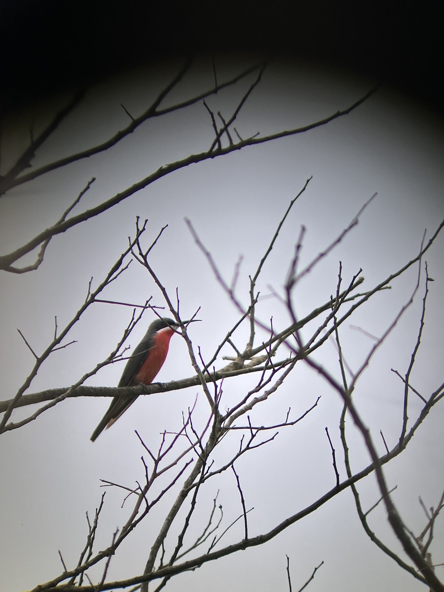 バライロハチクイ - ML644404516