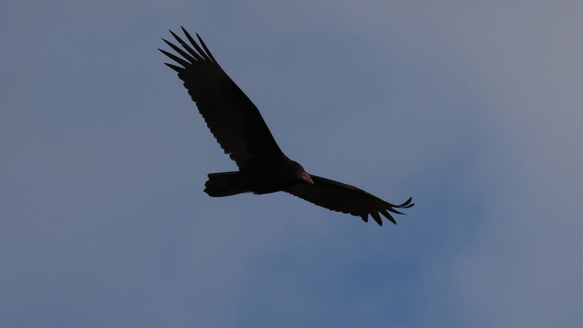 Turkey Vulture - ML644404529