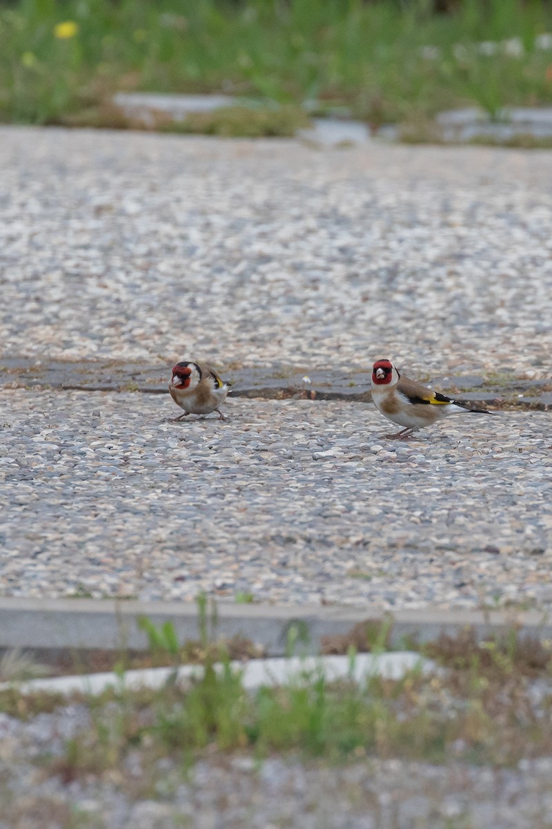 Бор бужирга - ML644404535