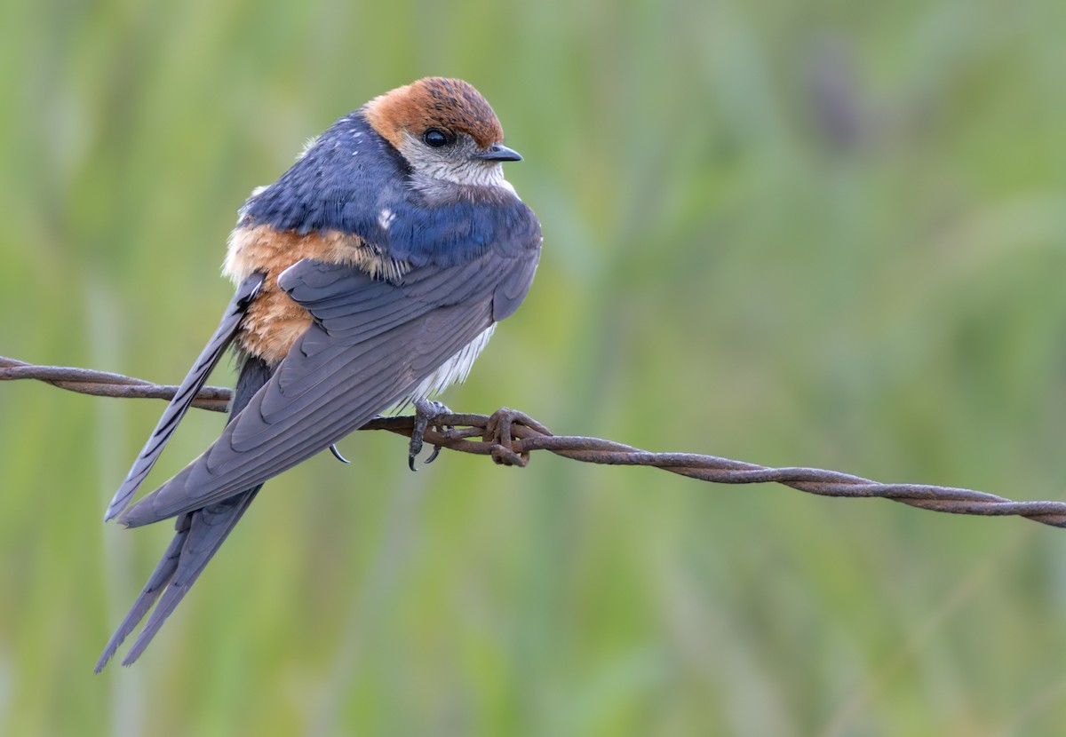 Greater Striped Swallow - ML644404536