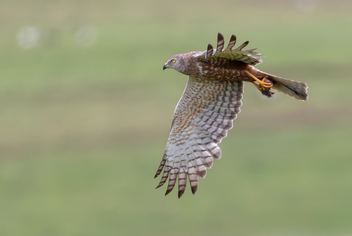 African Marsh Harrier - ML644404541
