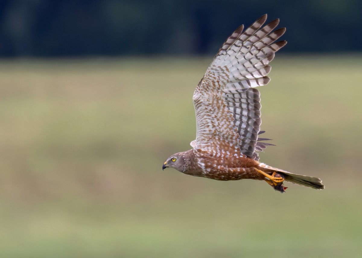 African Marsh Harrier - ML644404542