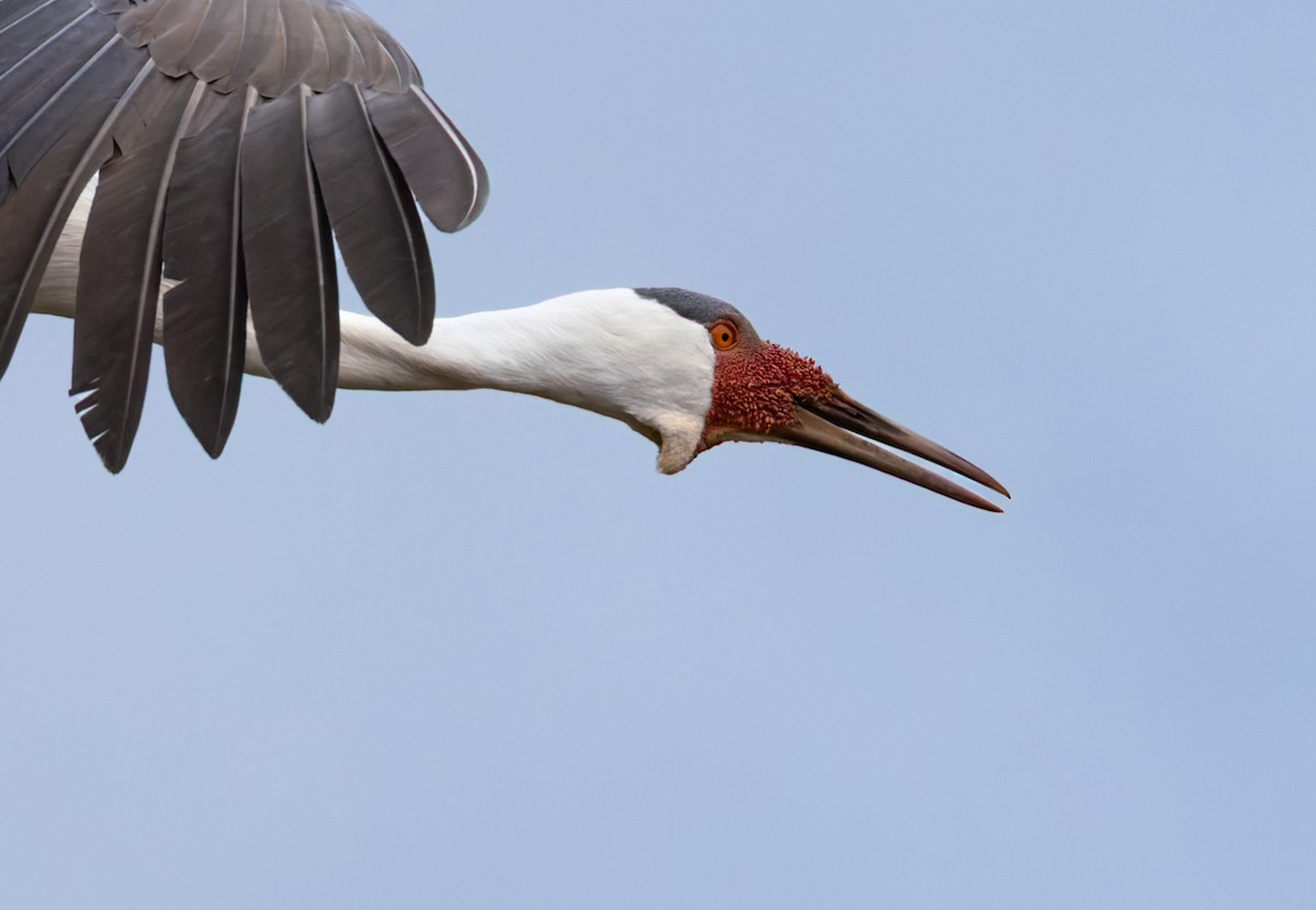 ホオカザリヅル - ML644404547