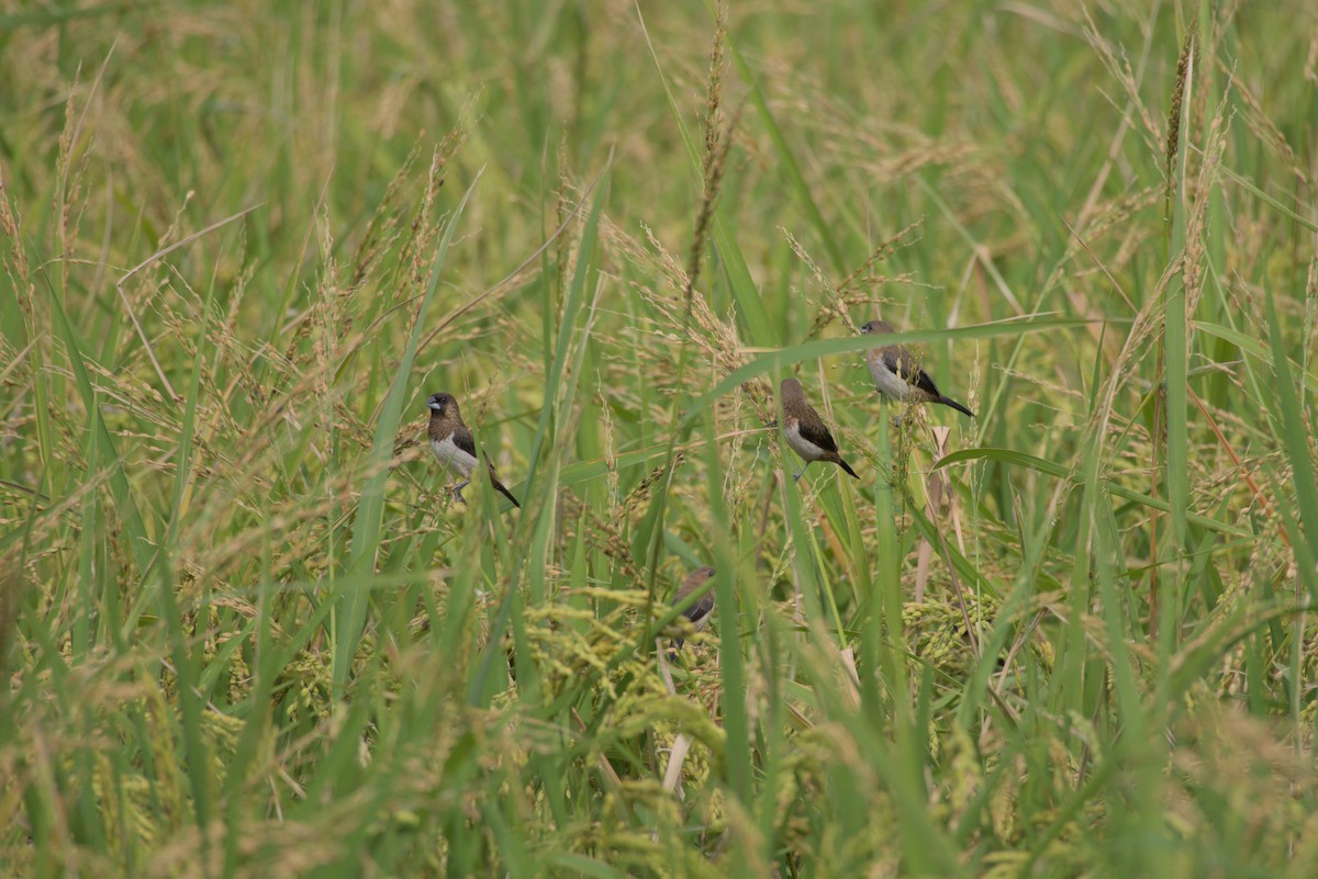 hvitgumpnonne - ML644404548