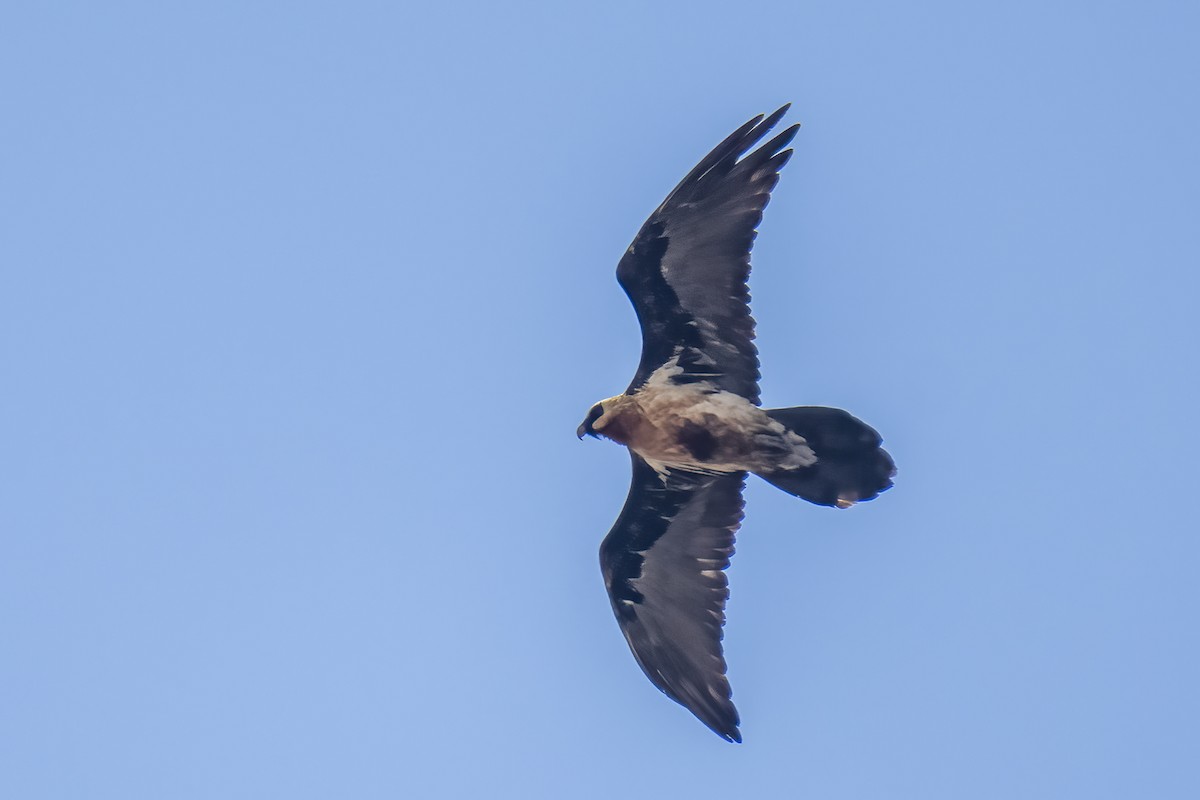 orlosup bradatý - ML644404555