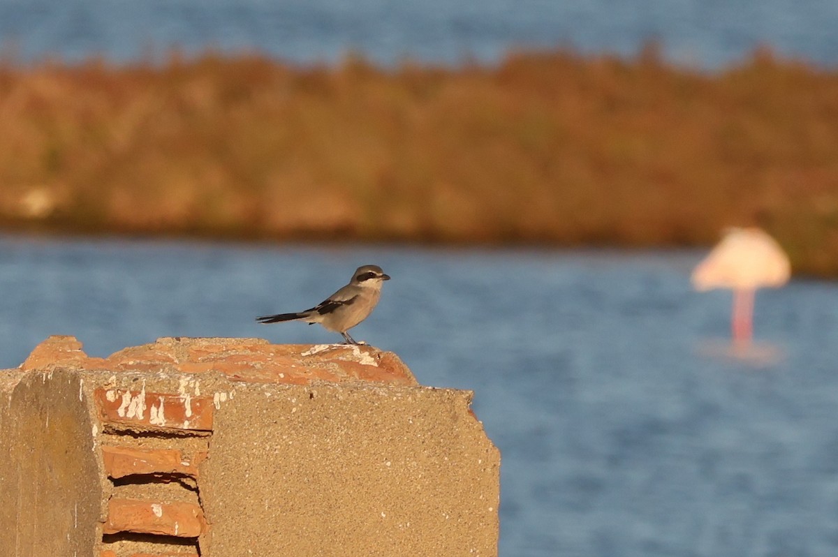 Iberian Gray Shrike - ML644404565