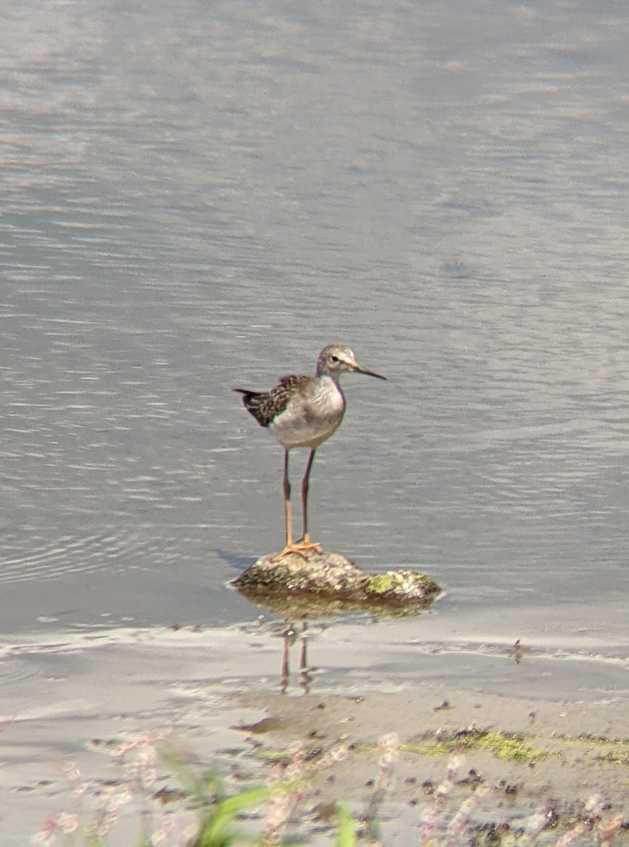 Lesser Yellowlegs - ML644404568