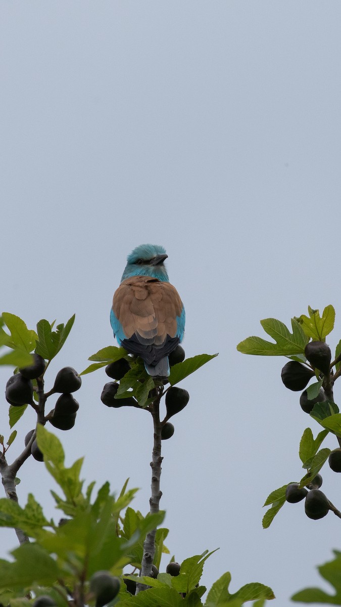 Сиворакша євразійська - ML644404571