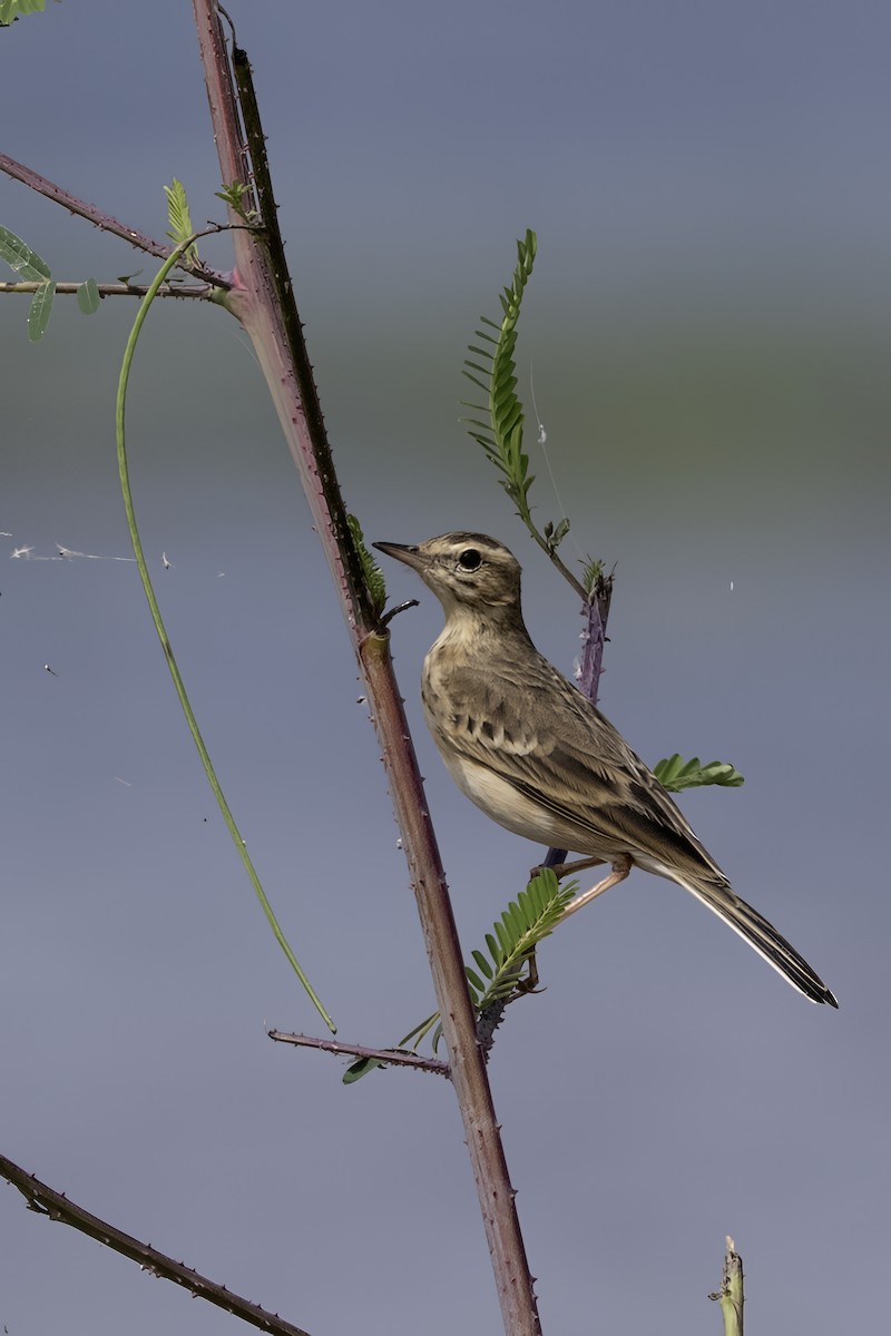 Paddyfield Pipit - ML644404572