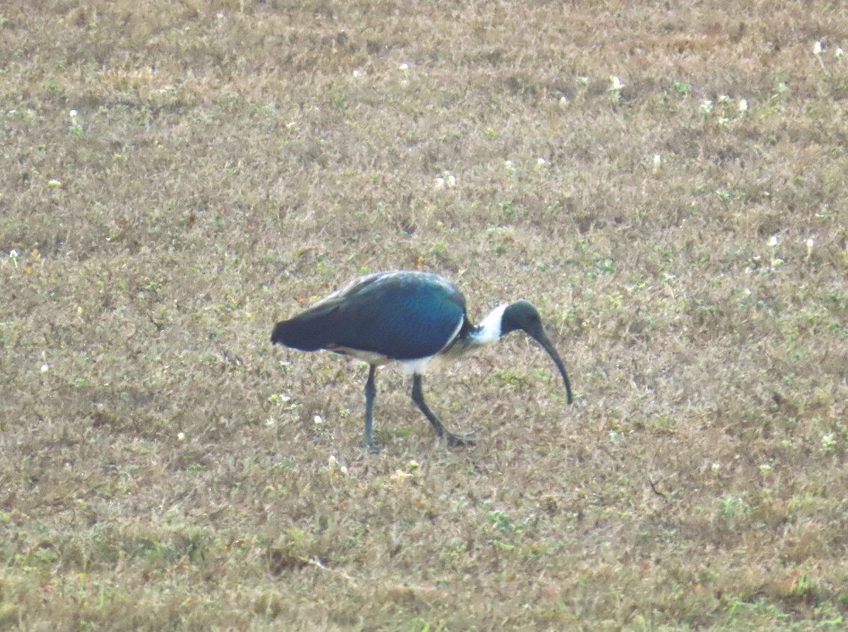 Straw-necked Ibis - ML644404576