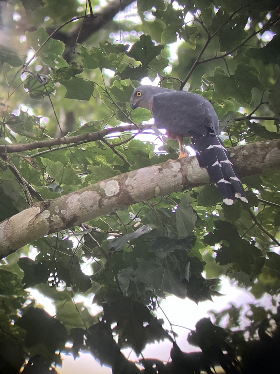 Long-tailed Hawk - ML644404597
