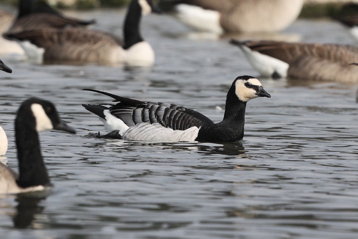 Цагаан шанаат галуу - ML644404617