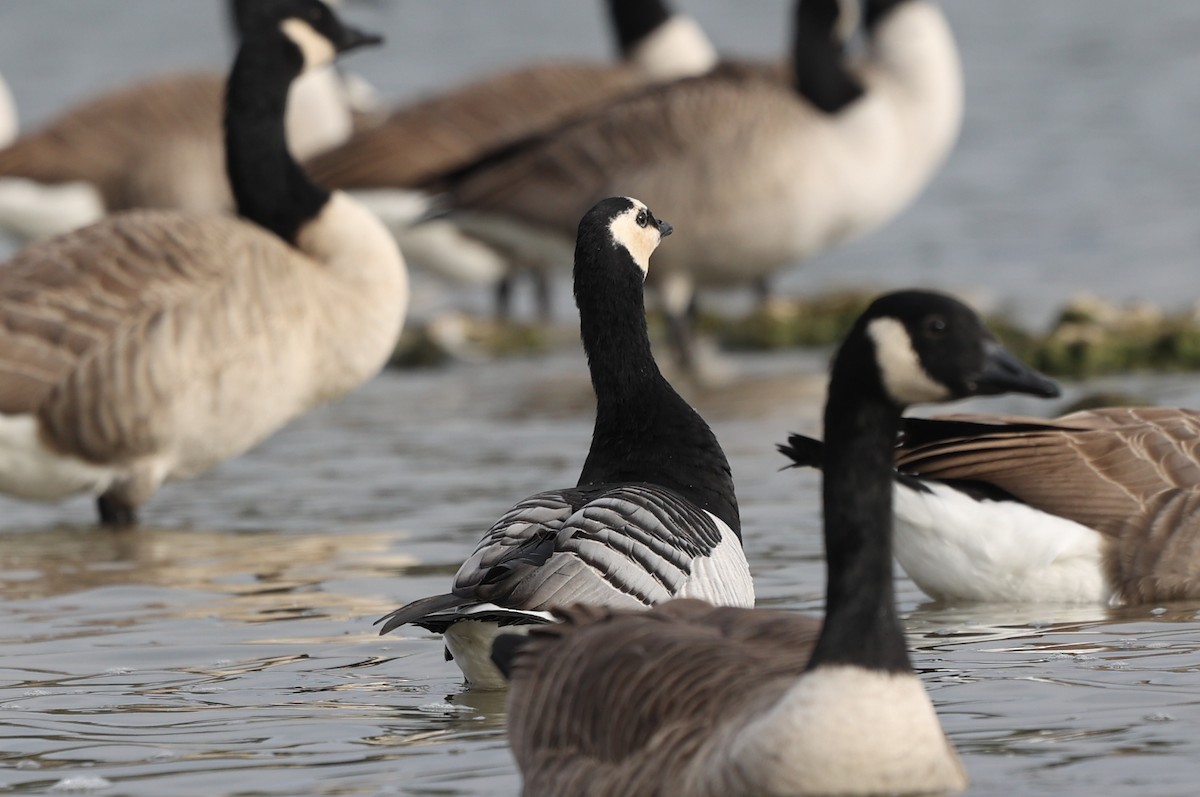 Цагаан шанаат галуу - ML644404618