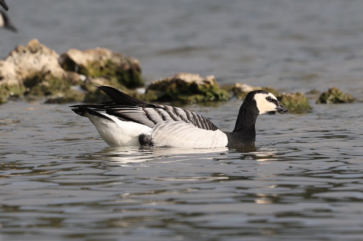Цагаан шанаат галуу - ML644404619
