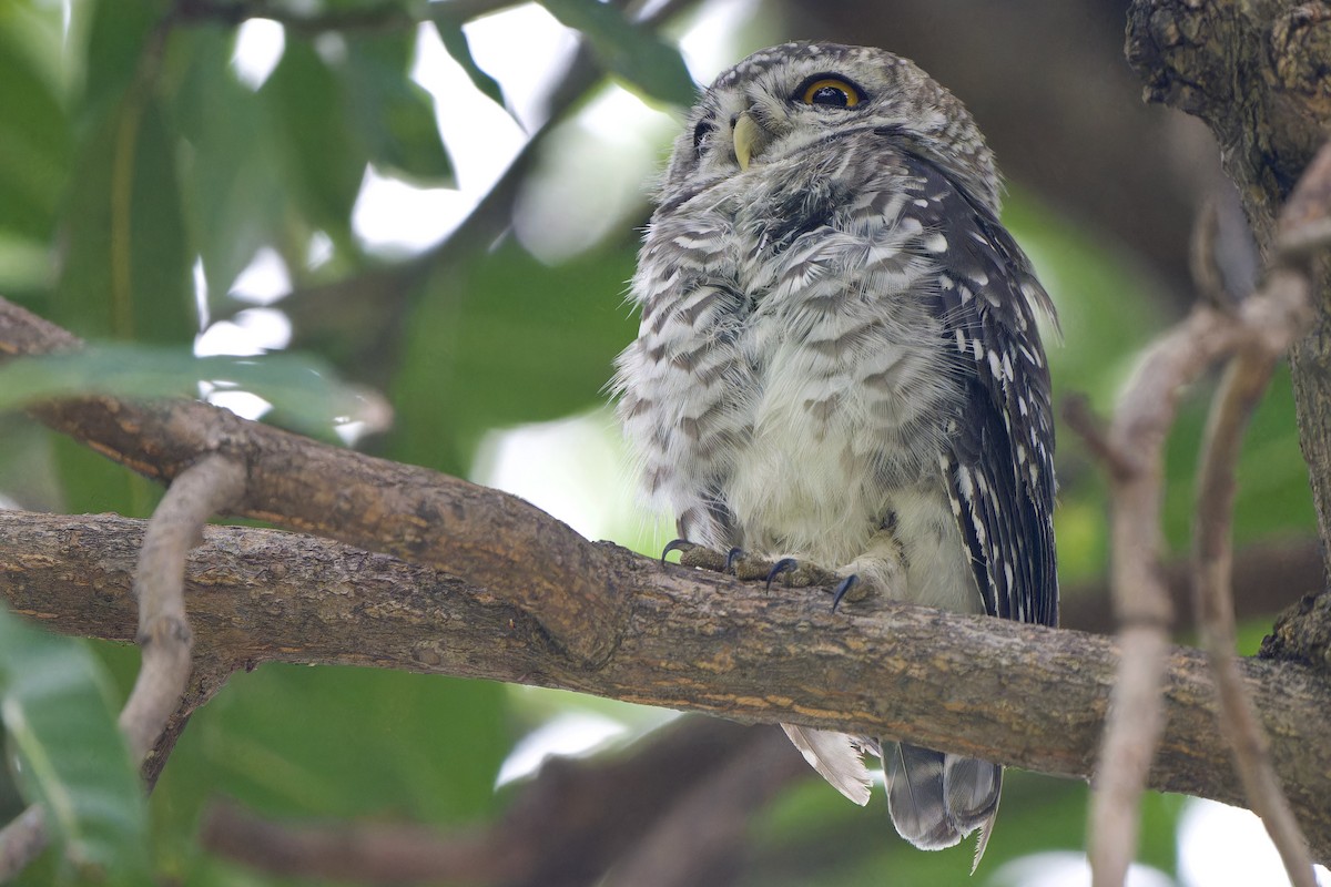 tempelugle - ML644404640