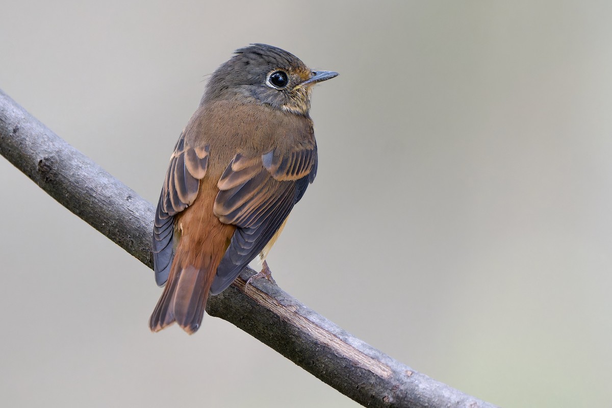 Ferruginous Flycatcher - ML644404646