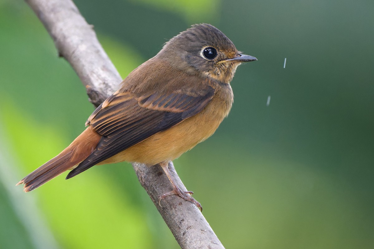 Ferruginous Flycatcher - ML644404647