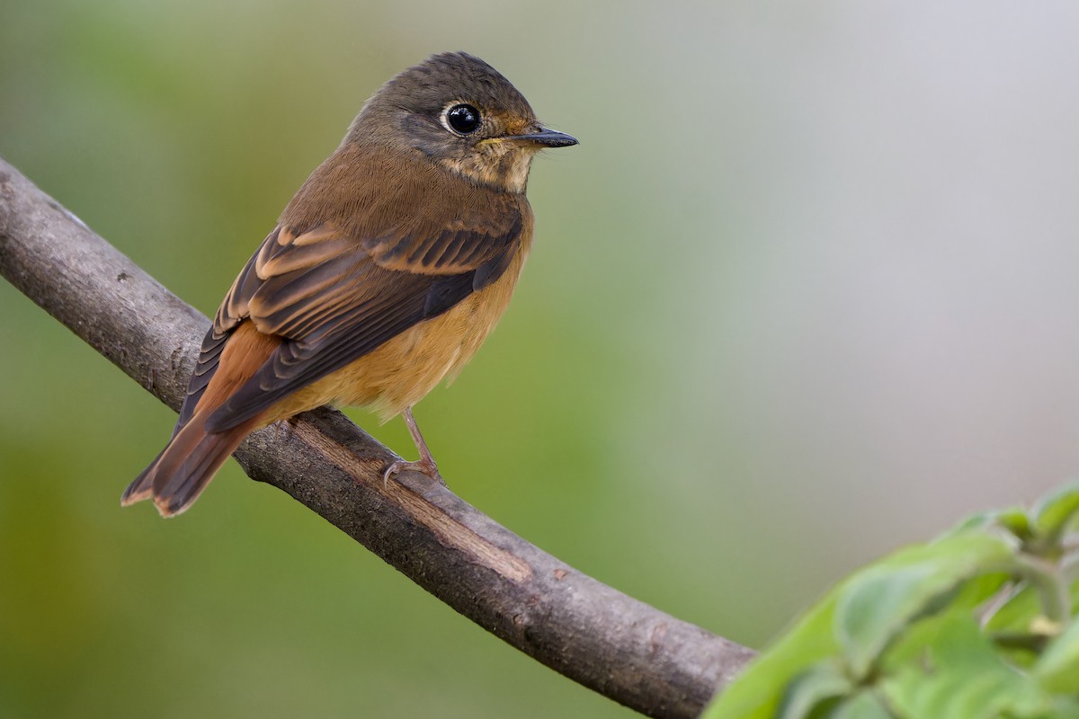 Ferruginous Flycatcher - ML644404650