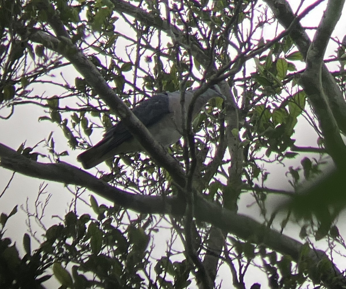 Afep Pigeon - ML644404653