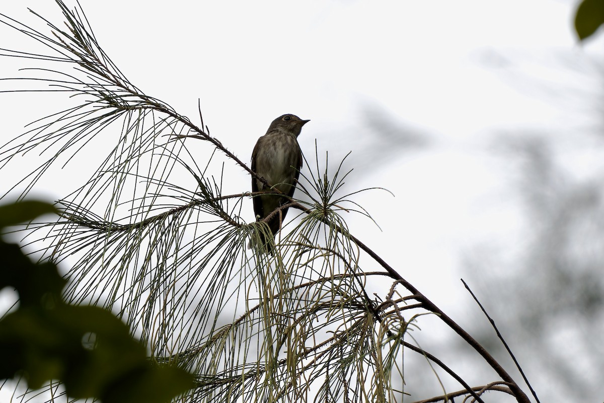 gråflankefluesnapper - ML644404654