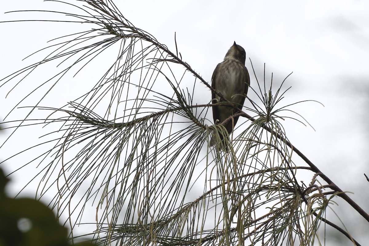 gråflankefluesnapper - ML644404655