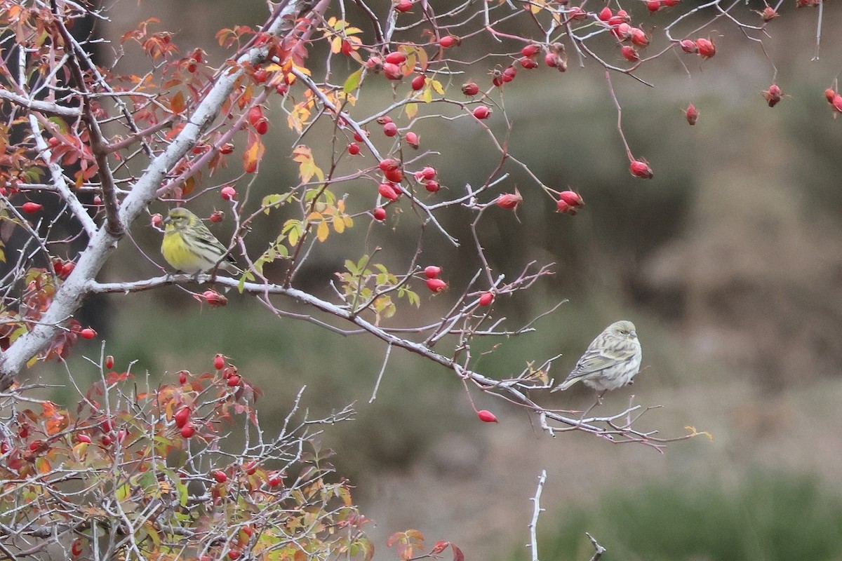 בזבוז אירופי - ML644404694