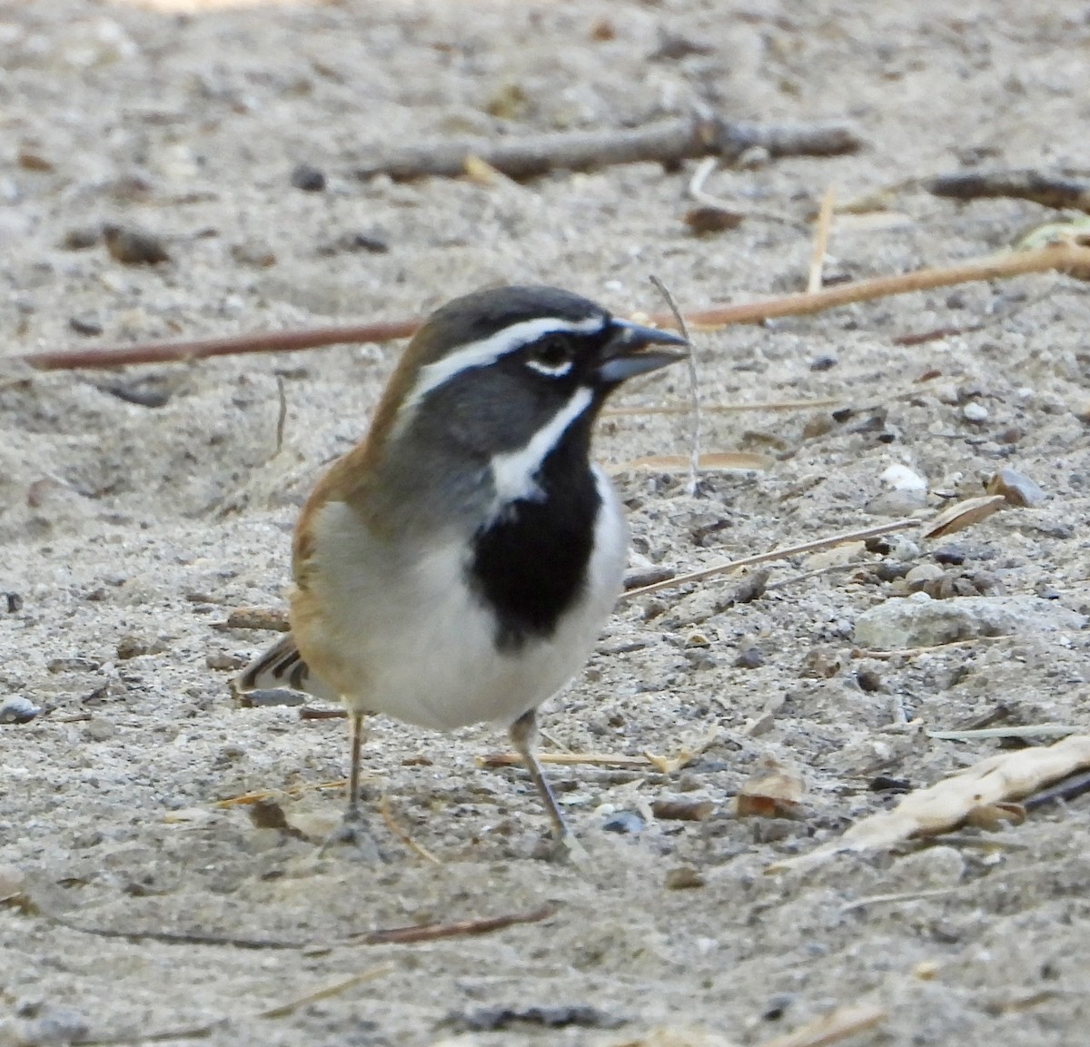 Black-throated Sparrow - ML644404696