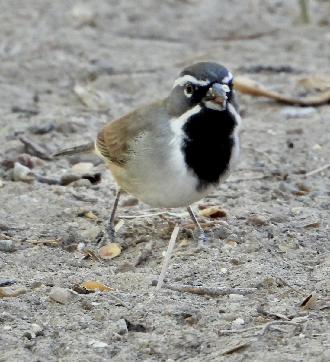 Black-throated Sparrow - ML644404697