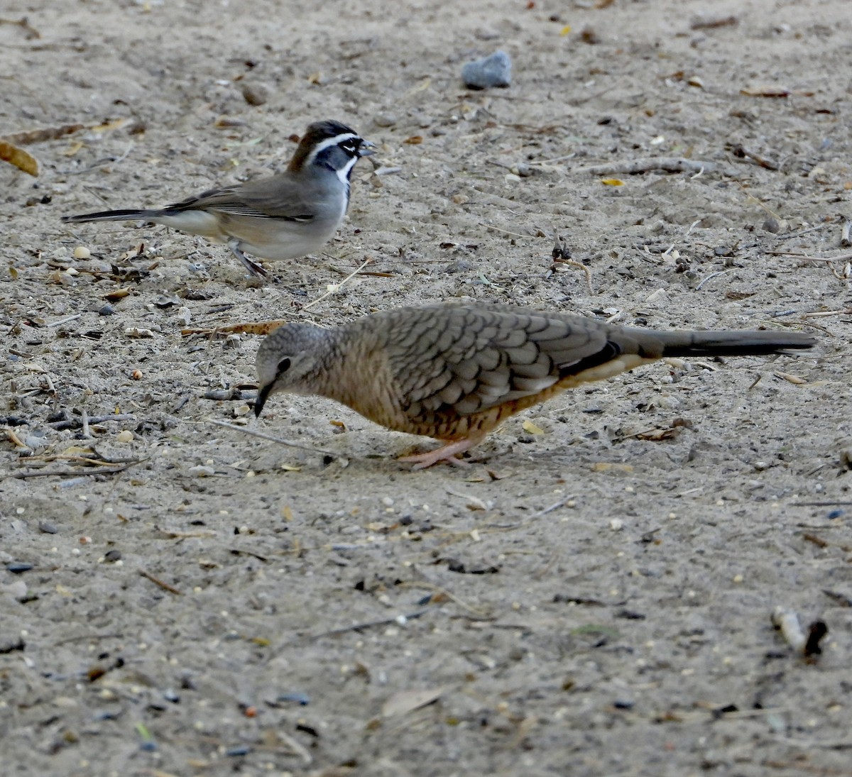 Black-throated Sparrow - ML644404698