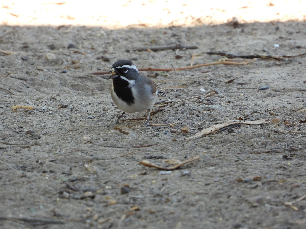 Black-throated Sparrow - ML644404699