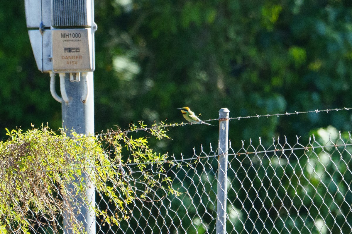 Радужная щурка - ML644404704