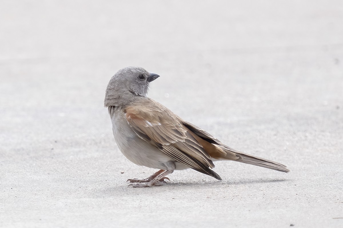 Горобець блідий - ML644404723