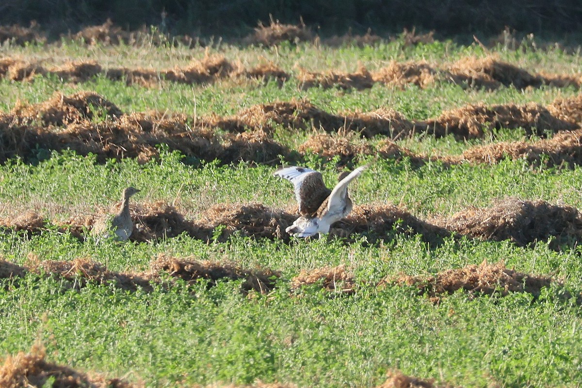 Little Bustard - ML644404732