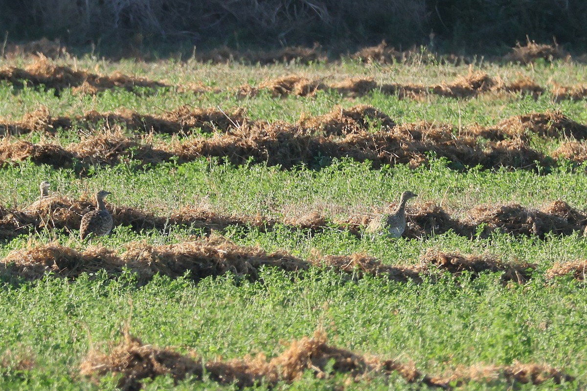 Little Bustard - ML644404733