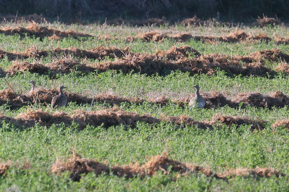 Little Bustard - ML644404735