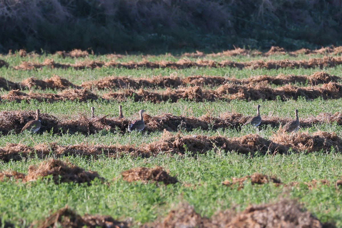 Little Bustard - ML644404736