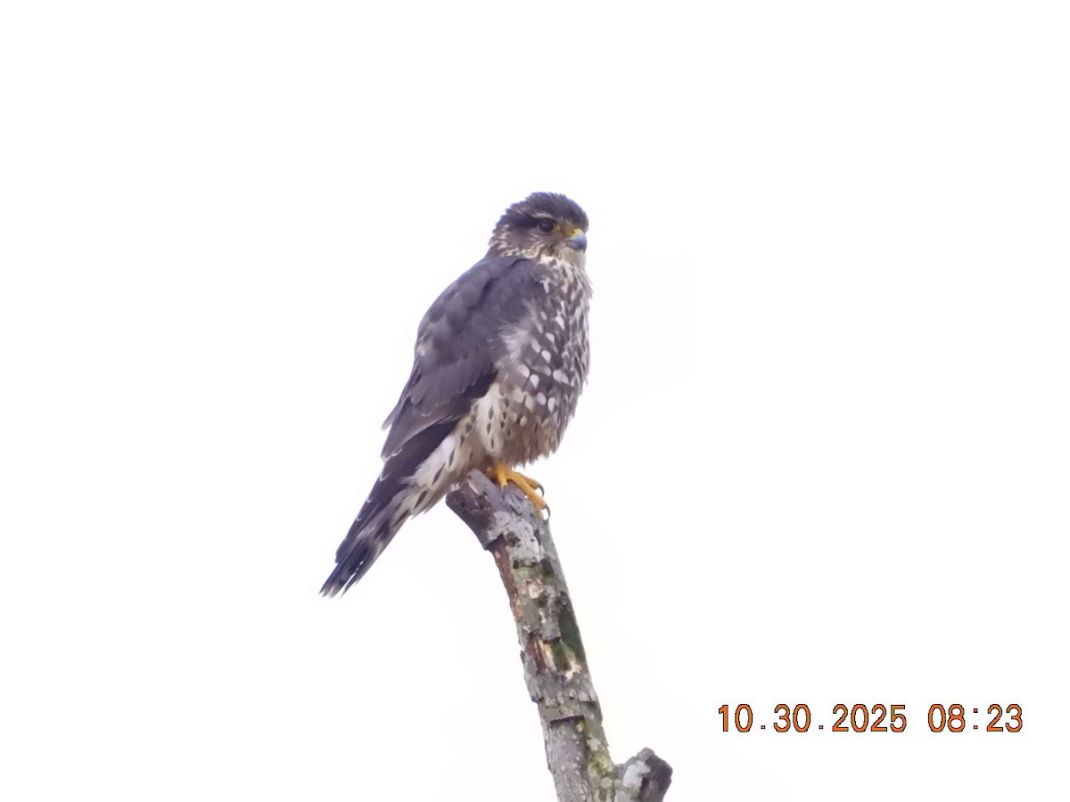 Merlin - ML644404747