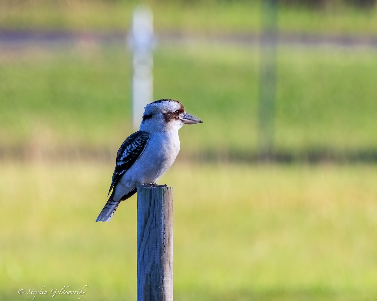 latterkokaburra - ML644404749