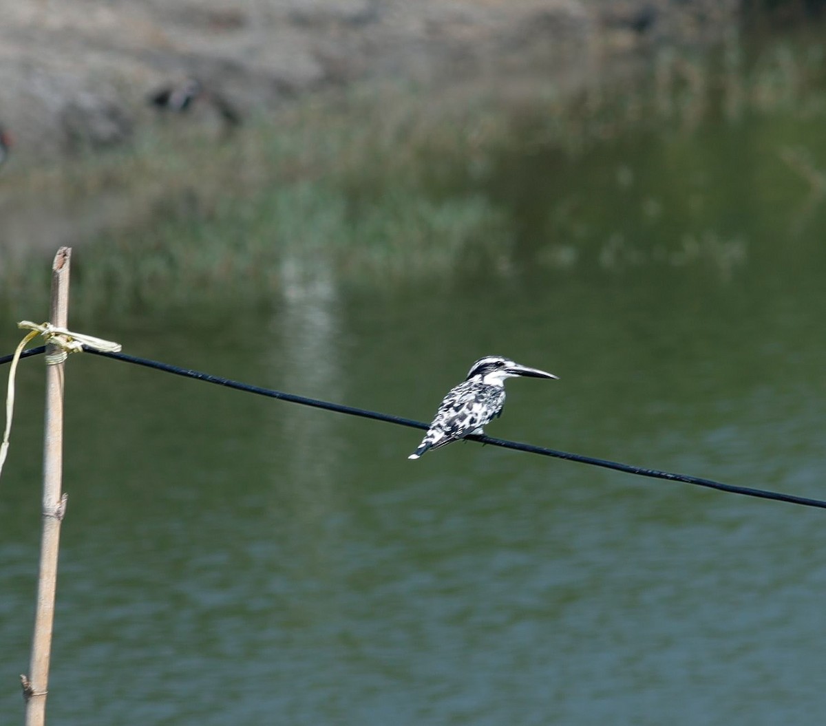 Рибалочка строкатий - ML644404750