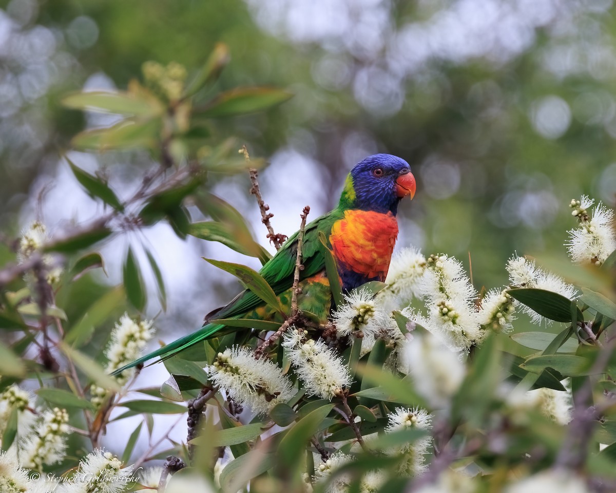 regnbuelori - ML644404751