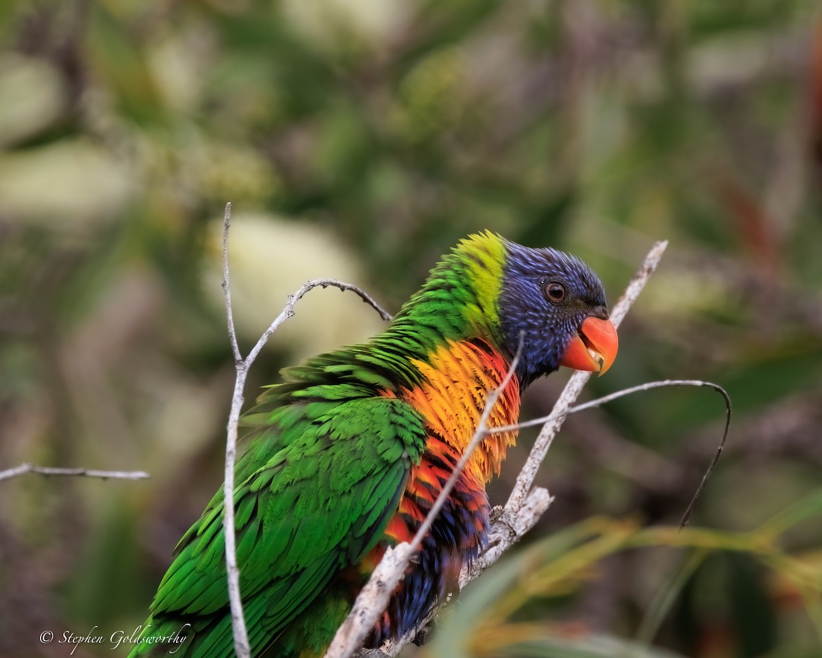 regnbuelori - ML644404752