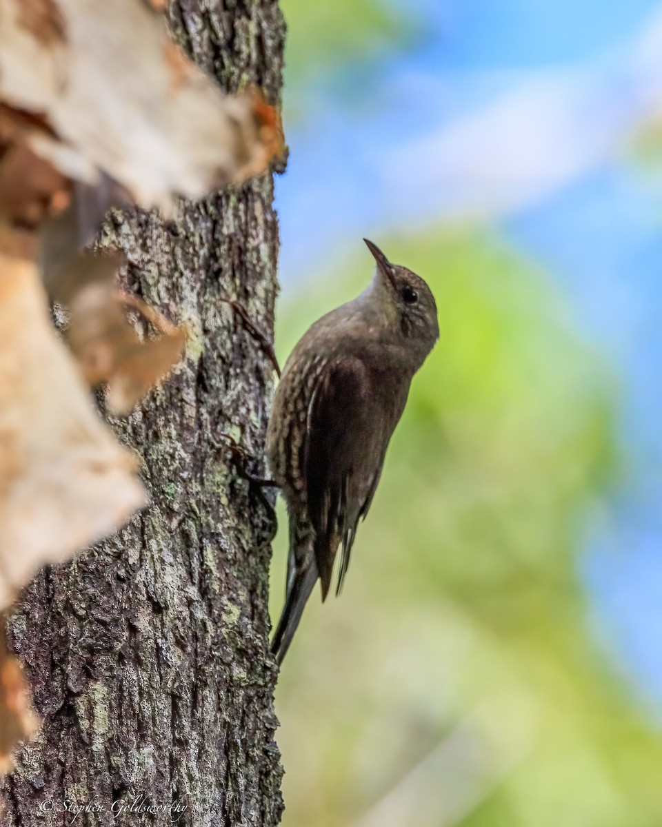 hvitstrupebarkkryper - ML644404756